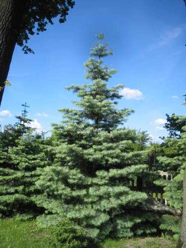 lesní školka: dekorativní stromy a keře jehličnaté, listnaté, vánoční stromky - polsko