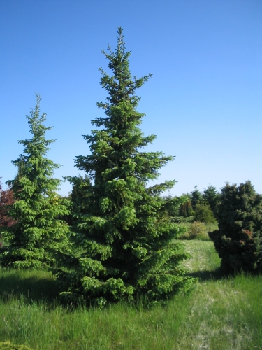 lesní školka: dekorativní stromy a keře jehličnaté, listnaté, vánoční stromky - polsko